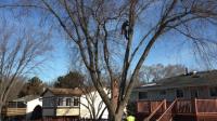 Centreville Tree Services image 2